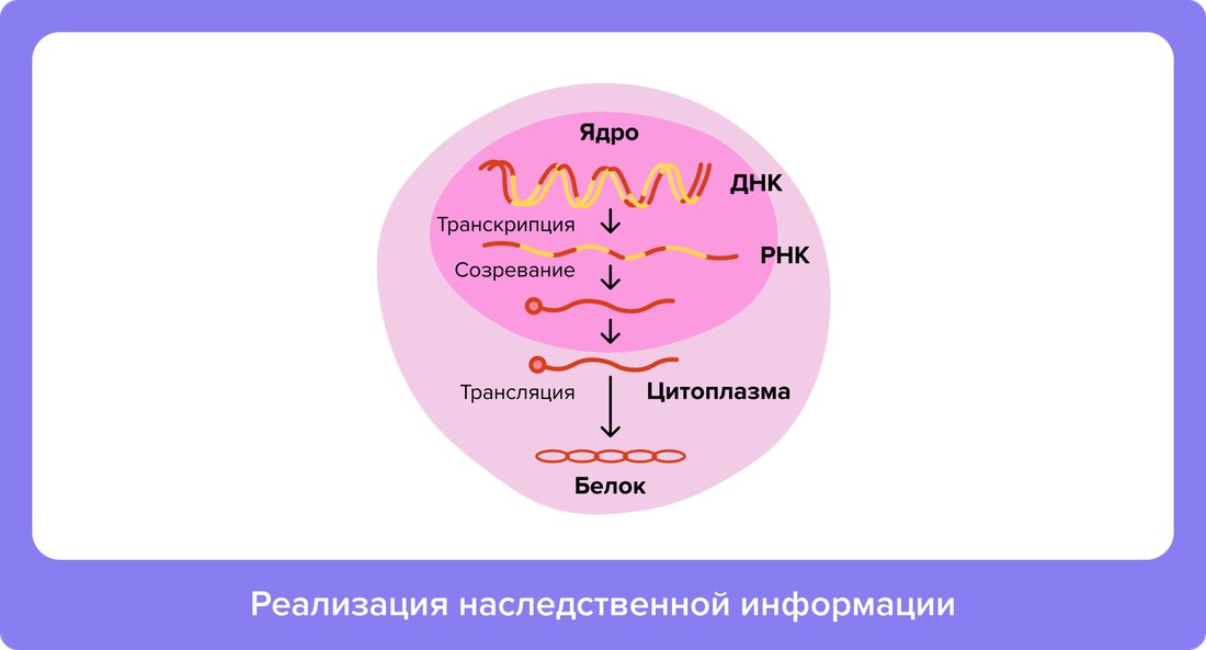 Реализация наследственной информации