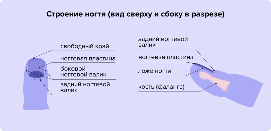 Строение ногтя (вид сверху и сбоку в разрезе)