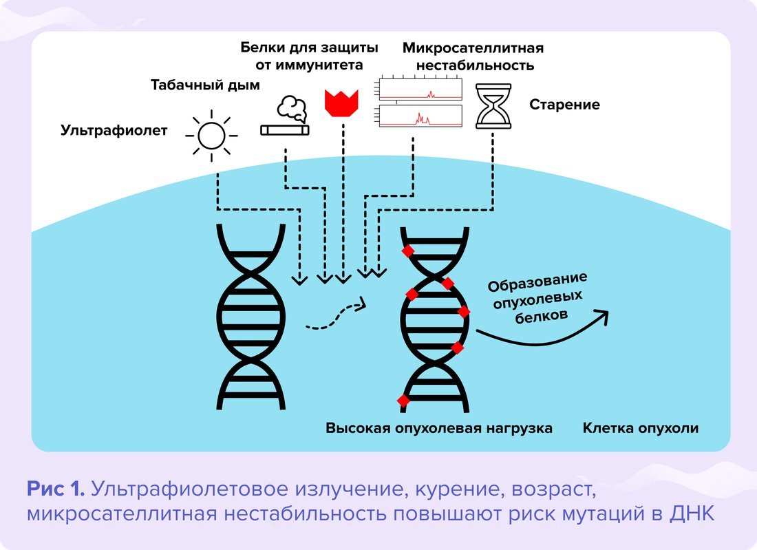Ультрафиолетовое излучение, курение, возраст, микросателлитная нестабильность повышают риск мутаций в ДНК