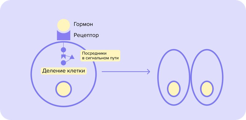 gormon_-_retseptor.width-800